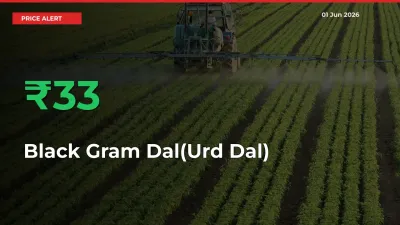 Black Gram Dal(Urd Dal) Mandi Rate Today: Prices Jump 33.25% at Market
