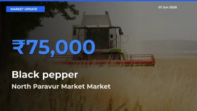 North Paravur Market Emerges as Top Mandi for Black pepper Prices Today