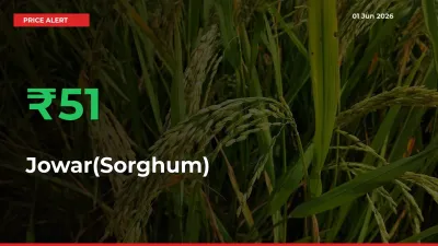 Jowar(Sorghum) Prices Rise 50.55% in a Day at Major Mandis