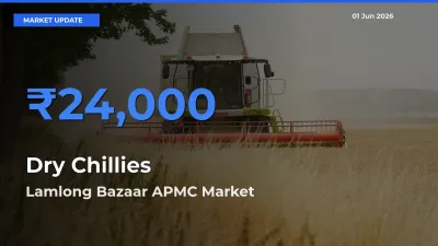 Lamlong Bazaar APMC Tops Dry Chillies Rates – June 01 Market Update
