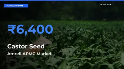 Farmers Prefer Amreli APMC as Castor Seed Hits Highest Rate