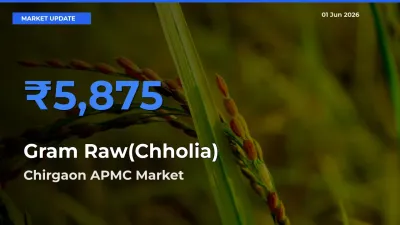 Gram Raw(Chholia) Mandi Rate Today: Chirgaon APMC Tops the List