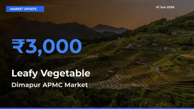 Dimapur APMC Offers ₹3,000 – Highest Leafy Vegetable Rate Today