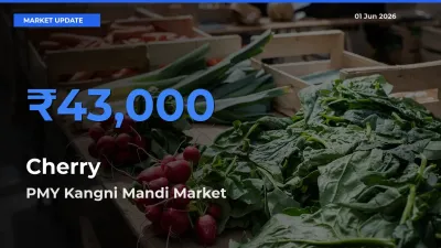 PMY Kangni Mandi Leads as Top Mandi for Cherry Prices