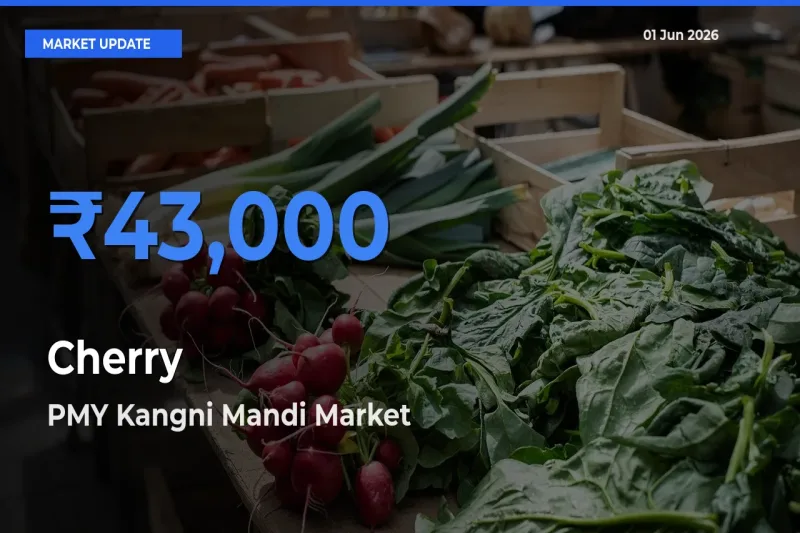 PMY Kangni Mandi Leads as Top Mandi for Cherry Prices