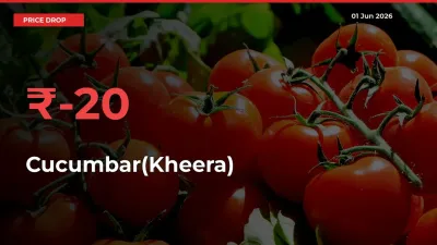 Cucumbar(Kheera) Prices Drop 20.39% in 24 Hours at Major Mandis