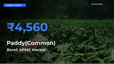 Paddy(Common) Mandi Rate Today: Bareli APMC Tops the List