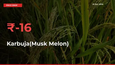 Karbuja(Musk Melon) Falls 16.21% at Mandis