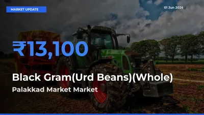 Palakkad Market Leads as Top Mandi for Black Gram(Urd Beans)(Whole) Prices