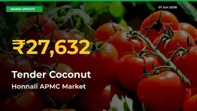 Fresh Record! Tender Coconut Price Climbs to New High in Honnali APMC