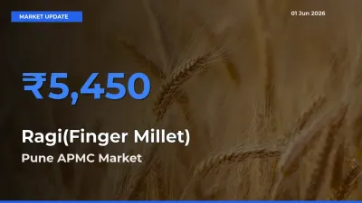Ragi(Finger Millet) Mandi Rate Today: Pune APMC Tops the List