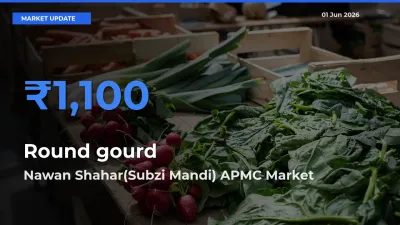 Nawan Shahar(Subzi Mandi) APMC Tops Round gourd Rates – June 01 Market Update
