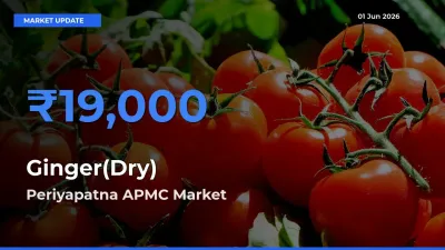 Market Watch: Periyapatna APMC Becomes Top Mandi for Ginger(Dry)