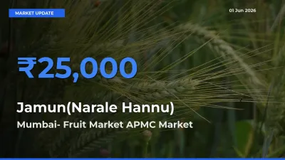 Mumbai- Fruit Market APMC Records Highest ₹25,000 Rate for Jamun(Narale Hannu)