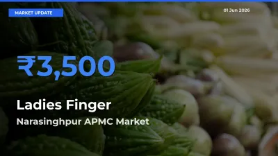 Narasinghpur APMC Tops Ladies Finger Mandi Rates Today