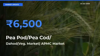 Dahod(Veg. Market) APMC Tops Pea Pod/Pea Cod/हरी मटर Rates – June 01 Market Update