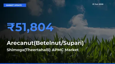 Farmers Prefer Shimoga(Theertahalli) APMC as Arecanut(Betelnut/Supari) Hits Highest Rate