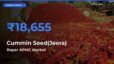 Rapar APMC Leads as Top Mandi for Cummin Seed(Jeera) Prices