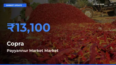 Payyannur Market Tops Copra Mandi Rates Today
