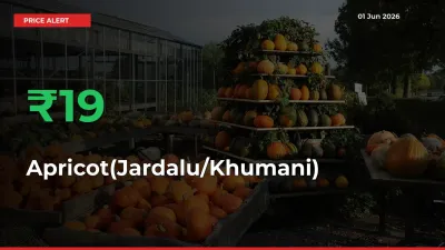 Sharp Jump! Apricot(Jardalu/Khumani) Prices Climb 18.95% in 24 Hours at Key Mandis