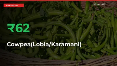 Sharp Jump! Cowpea(Lobia/Karamani) Prices Climb 62.08% in 24 Hours at Key Mandis