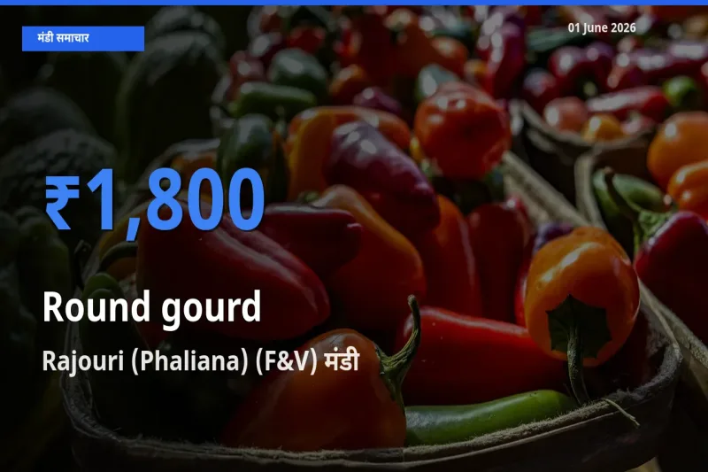 Rajouri (Phaliana) (F&V) मंडी में आज गोल लौकी के सबसे ऊँचे दाम दर्ज