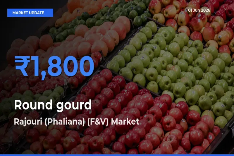 Round gourd Mandi Rate Today: Rajouri (Phaliana) (F&V) Tops the List