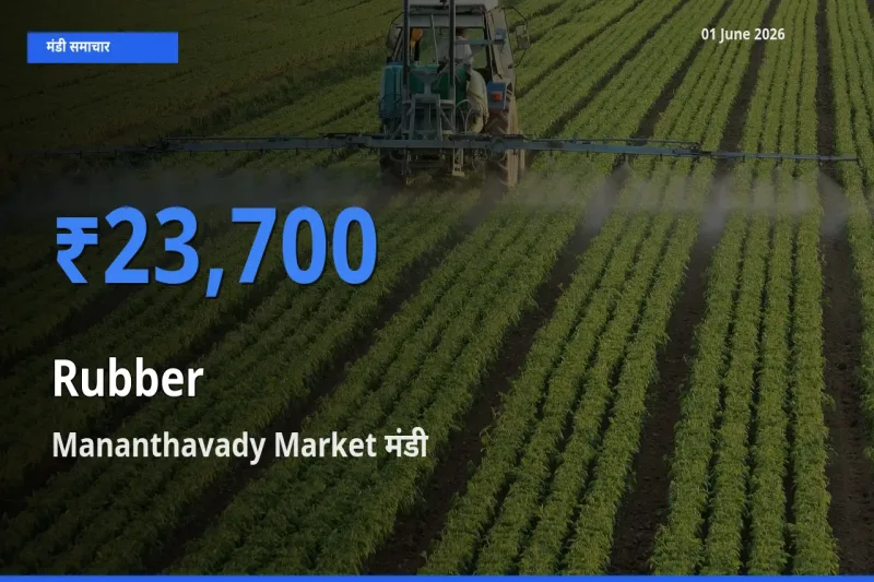 01 June अपडेट: रबड़ के सबसे ऊँचे दाम Mananthavady Market मंडी में