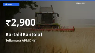 किसानों के लिए चिंता का विषय? कंटोला के दाम Teliamura APMC में 30 दिन के न्यूनतम स्तर पर