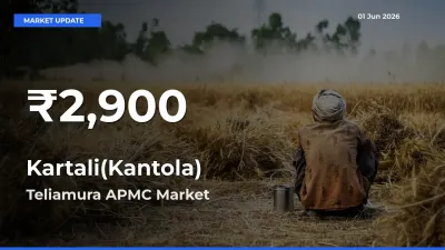 Big Drop! Kartali(Kantola) Slides to 30-Day Low at Teliamura APMC