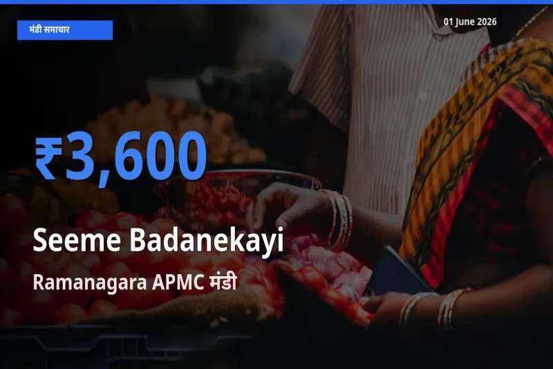 बाज़ार संकेत: Ramanagara APMC बना सीमेबदनेकाई के लिए आज की टॉप मंडी