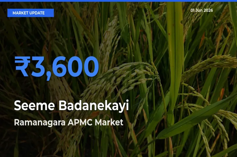 Ramanagara APMC Records Highest ₹3,600 Rate for Seeme Badanekayi