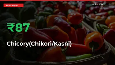 Sudden 87.11% Rally in Chicory(Chikori/Kasni) Prices Across Mandis