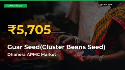 Guar Seed(Cluster Beans Seed) Prices Soar to Record High in Dhanera APMC – Farmers Alert Today