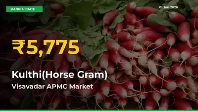 Kulthi(Horse Gram) Price Rally Continues – Visavadar APMC Hits Fresh High Today