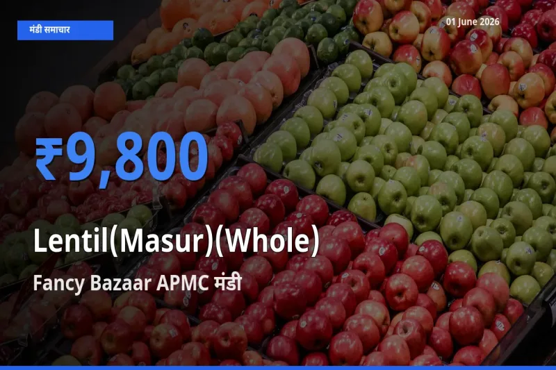 किसानों की पसंद बना Fancy Bazaar APMC, मसूर दाल (साबुत) के सबसे अच्छे दाम