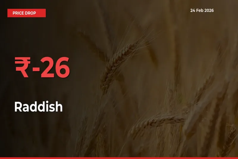 26.13% Drop in Raddish Prices – Mandi Sees Sudden Fall