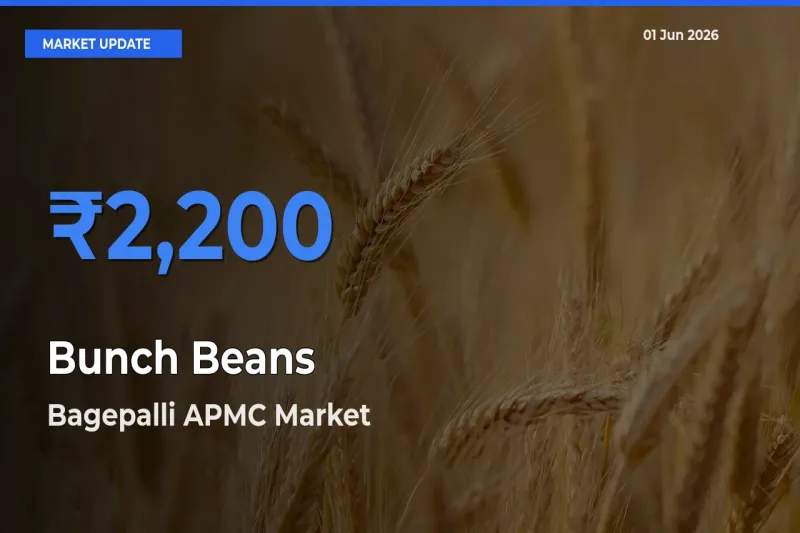 Bagepalli APMC Emerges as Top Mandi for Bunch Beans Prices Today
