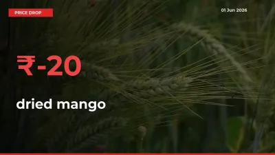This Mandi Records 20.2% Fall in dried mango Prices