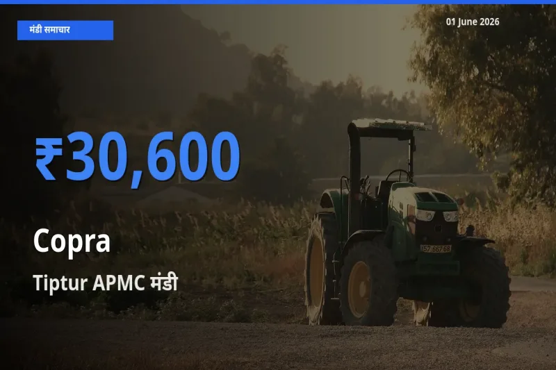 आज सूखा नारियल के सबसे ऊँचे दाम ₹30,600 Tiptur APMC मंडी में