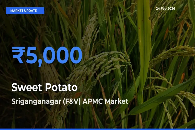 Farmers Prefer Sriganganagar (F&V) APMC as Sweet Potato Hits Highest Rate