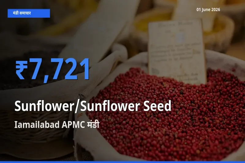 किसानों की पसंद बना Iamailabad APMC, सूरजमुखी के बीज के सबसे अच्छे दाम