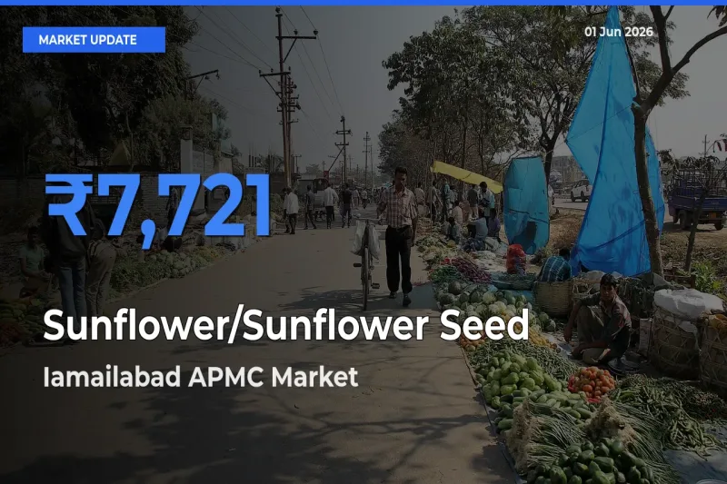 Farmers Prefer Iamailabad APMC as Sunflower/Sunflower Seed Hits Highest Rate