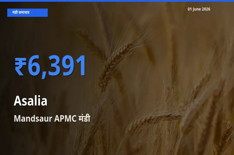 किसानों की पसंद बना Mandsaur APMC, असालिया (चंसुर बीज) के सबसे अच्छे दाम