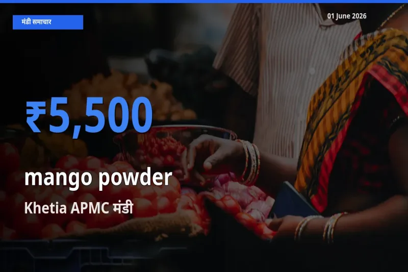 Khetia APMC में अमचूर पाउडर का आज सबसे ऊँचा भाव