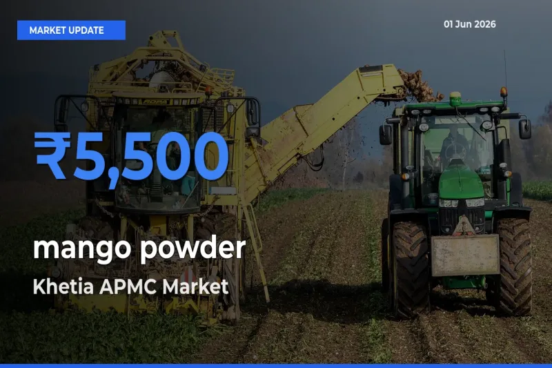 Market Watch: Khetia APMC Becomes Top Mandi for mango powder