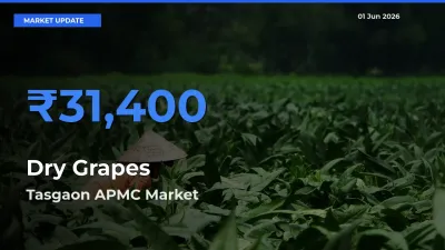Top Performer! Tasgaon APMC Offers Best Dry Grapes Price Today