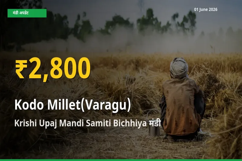 कोदो बाजरा के दामों ने बनाया नया रिकॉर्ड, Krishi Upaj Mandi Samiti Bichhiya में तेज़ी