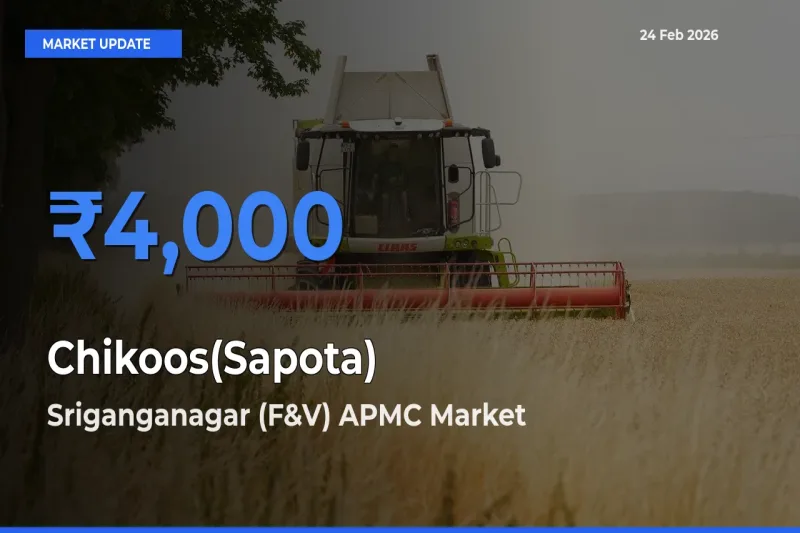 Sriganganagar (F&V) APMC Leads as Top Mandi for Chikoos(Sapota) Prices