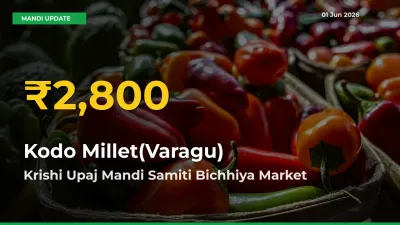 Fresh Record! Kodo Millet(Varagu) Price Climbs to New High in Krishi Upaj Mandi Samiti Bichhiya